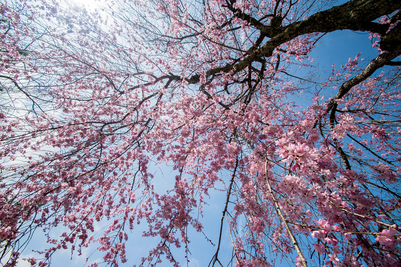 宮島の桜 その2/2_f0189086_2081566.jpg