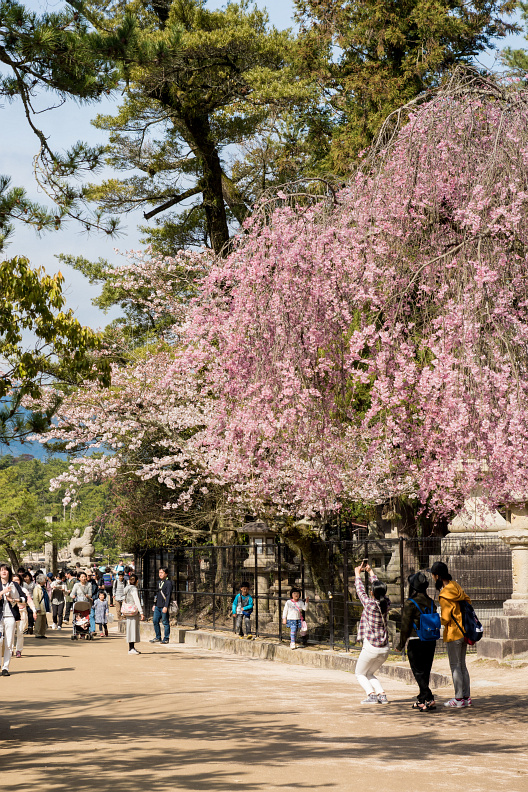 宮島の桜 その2/2_f0189086_208399.jpg