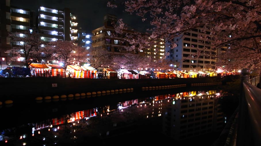 大岡川の桜_b0061387_13232863.jpg