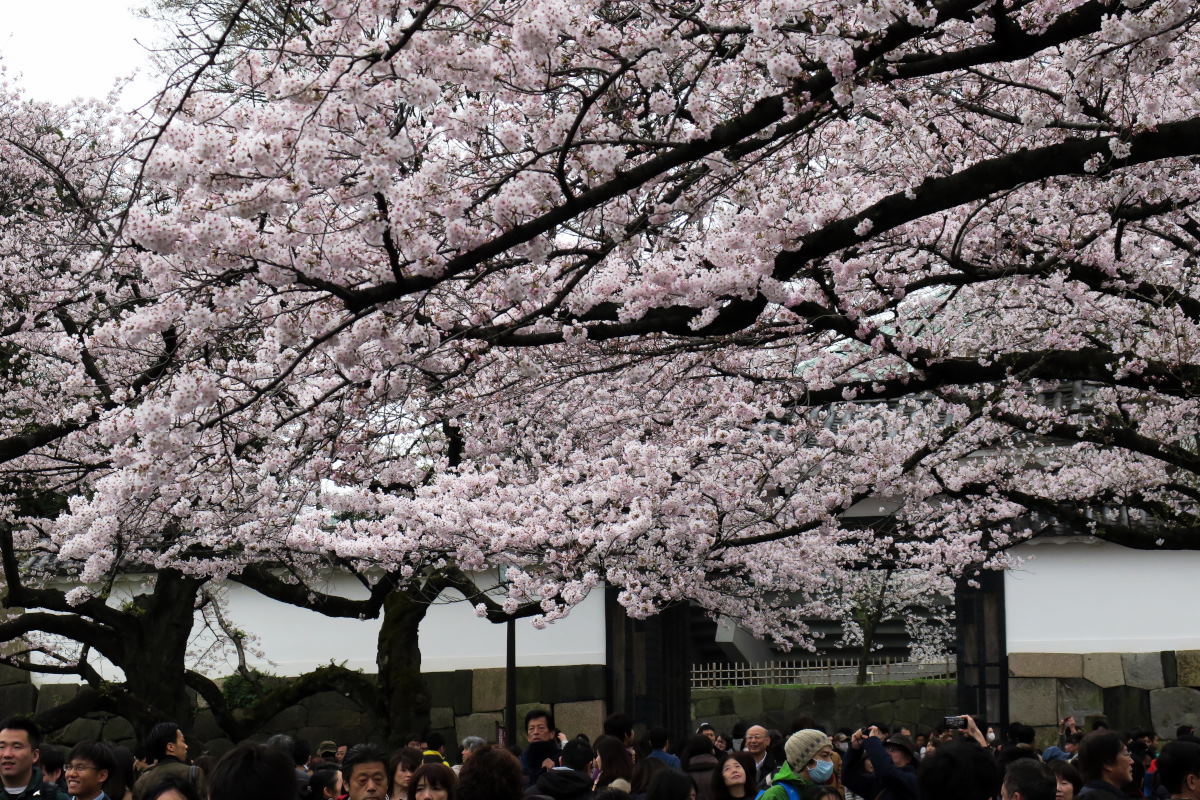 桜2016③牛ヶ淵・千鳥ヶ淵_c0252688_14030245.jpg