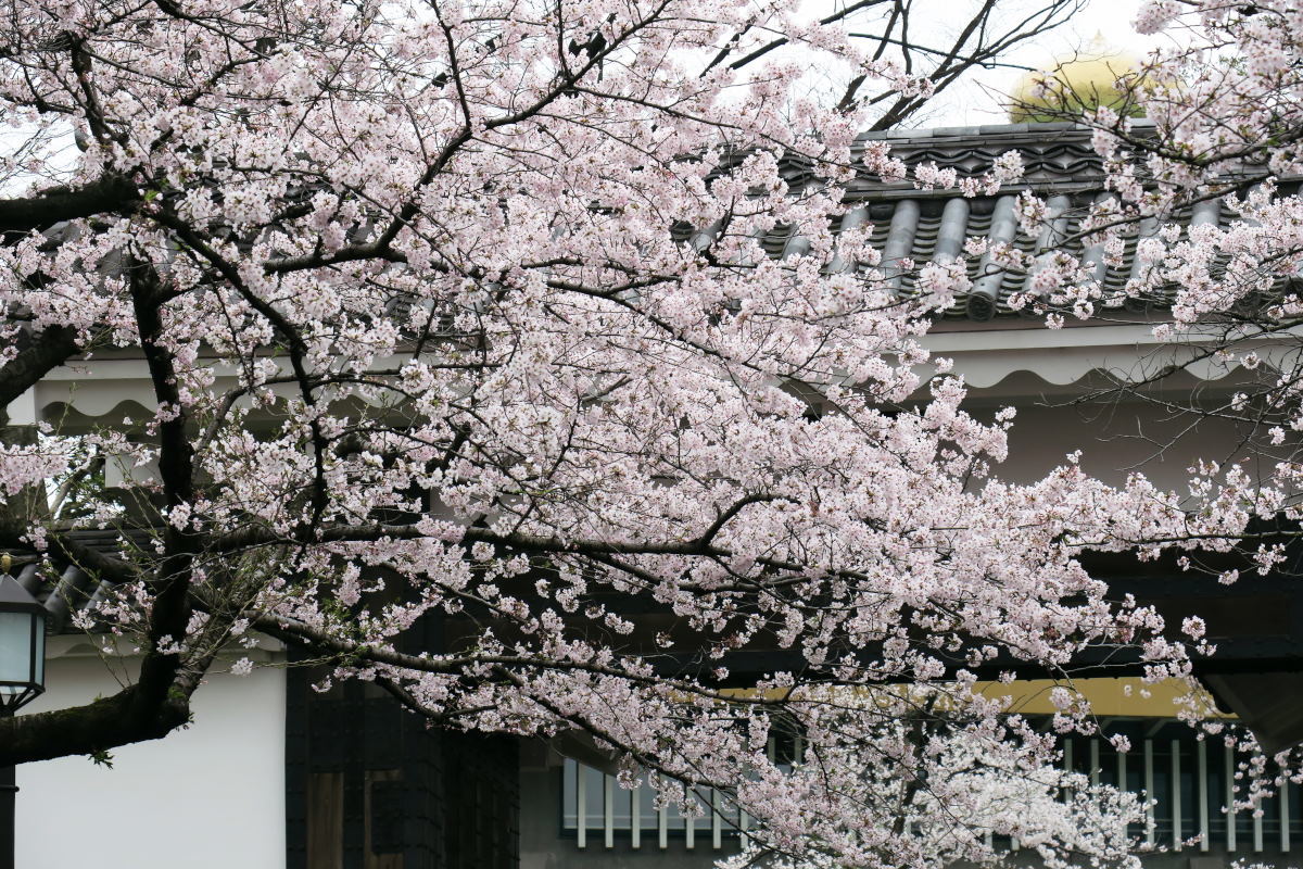 桜2016③牛ヶ淵・千鳥ヶ淵_c0252688_14032108.jpg