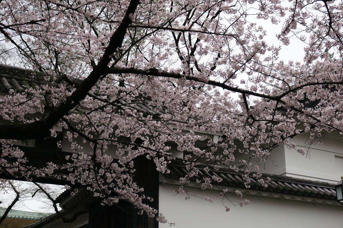 桜2016③牛ヶ淵・千鳥ヶ淵_c0252688_14034655.jpg