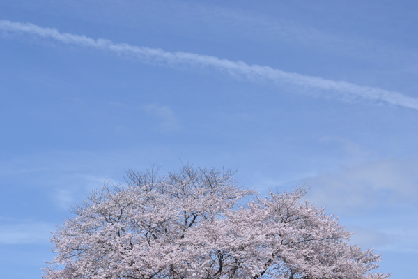 一本桜^^_e0246788_07114671.jpg