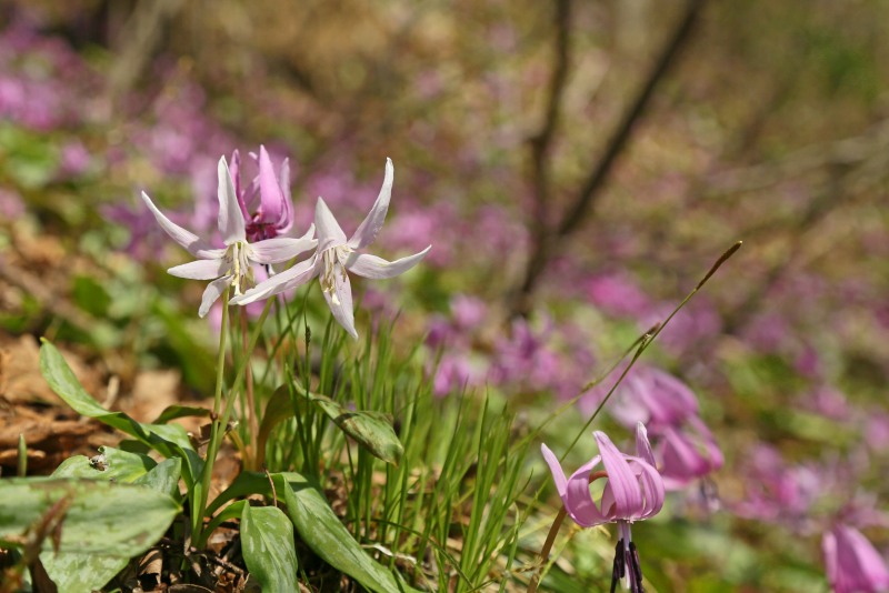 f0000789_86113.jpg