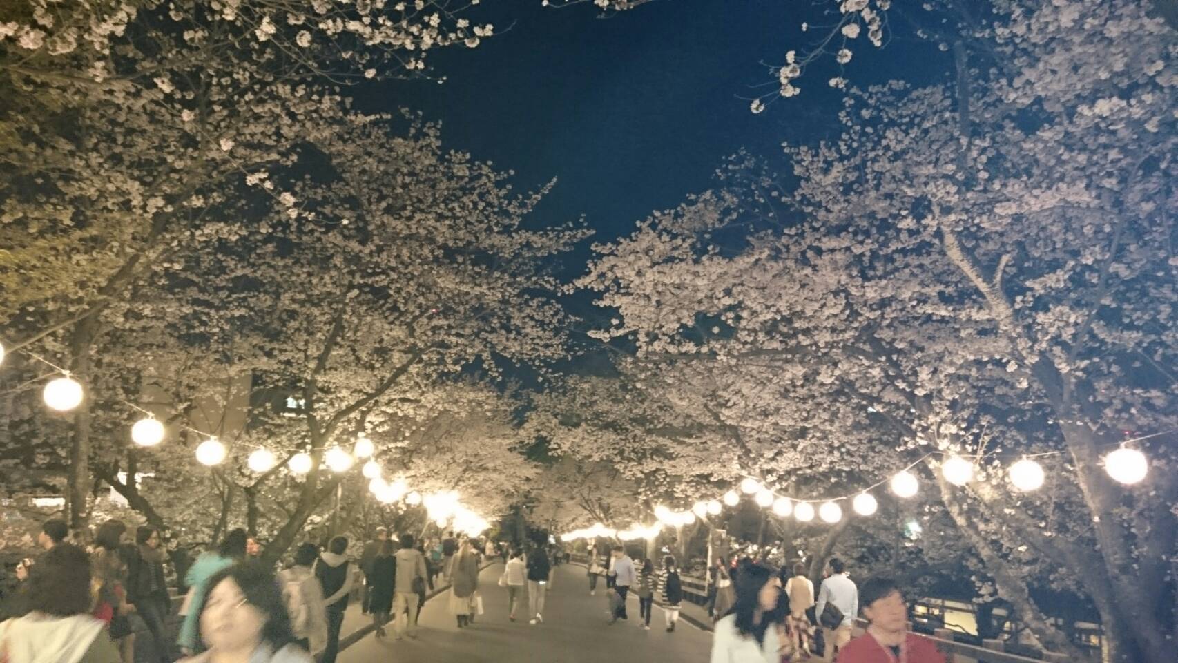 夜桜　　　28・04・04　　月曜日　晴れ_f0201790_1537985.jpg
