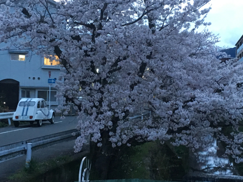 桜_c0105691_19365530.jpg