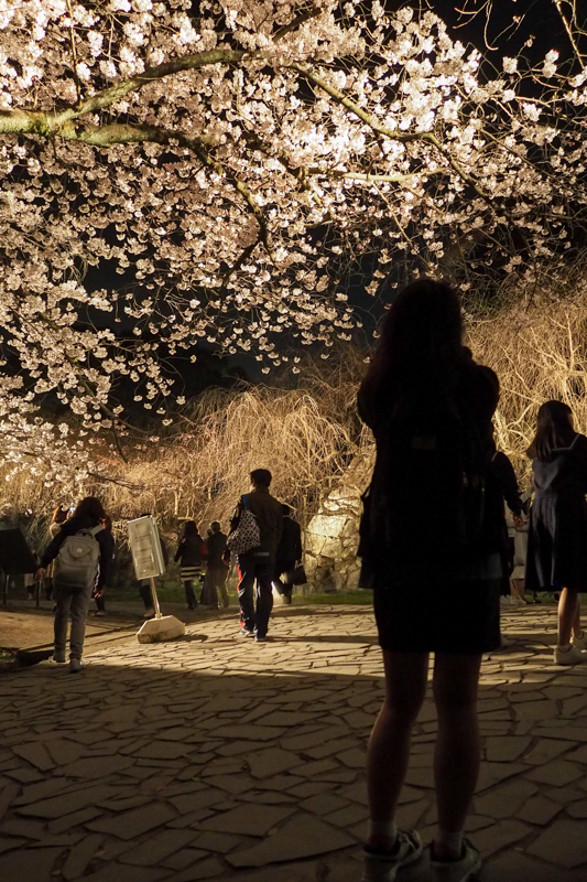 舞鶴公園の夜桜（2016.03.30）　*5_d0147393_22142257.jpg