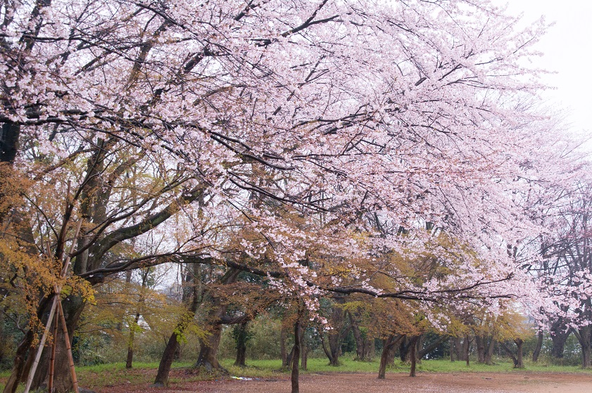  東禅寺　北小金_c0228194_9185226.jpg