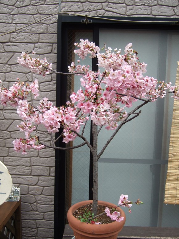 河津桜咲いてます 柴犬 ひろゆきと さもない毎日 自宅カフェ里音 りをん