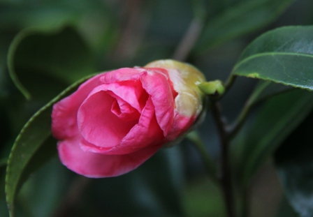 2016４月４日　　山桜咲く・ウドとタラの芽の天婦羅_c0342697_23594279.jpg