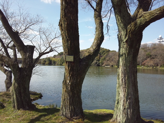 桜の木の下で_c0344601_10441169.jpg