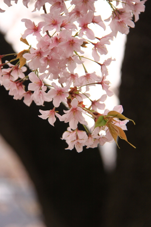 靖国神社の桜_d0248502_23044816.jpg