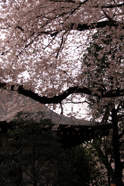 靖国神社の桜_d0248502_23045905.jpg