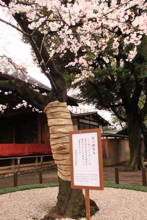 靖国神社の桜_d0248502_23053030.jpg