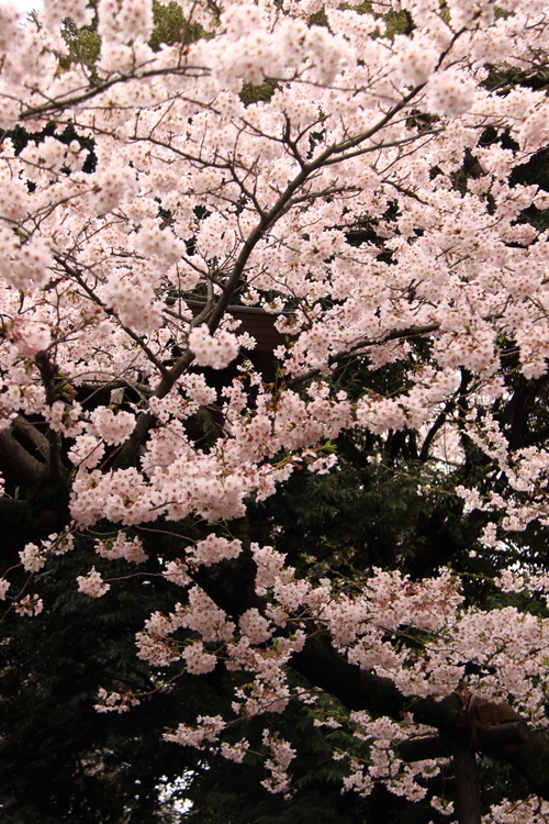 靖国神社の桜_d0248502_23054766.jpg