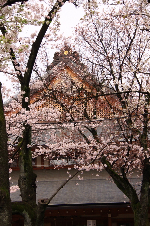 靖国神社の桜_d0248502_23055662.jpg