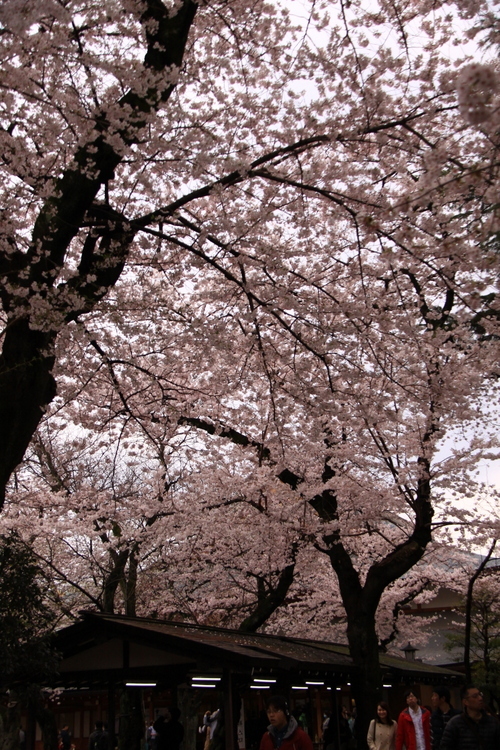 靖国神社の桜_d0248502_23060331.jpg