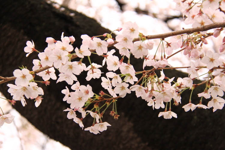 靖国神社の桜_d0248502_23061311.jpg