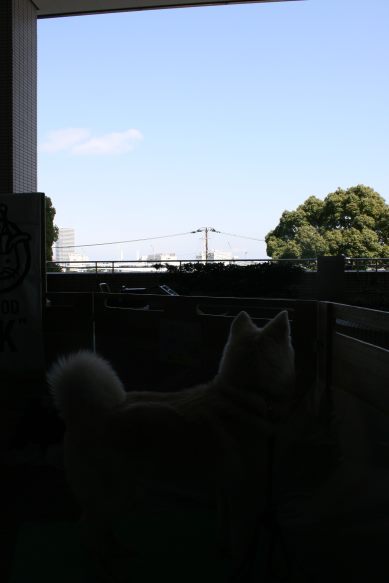 3/27 D&Dさん里親会_f0242002_0235255.jpg