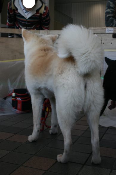 3/27 D&Dさん里親会_f0242002_1282759.jpg