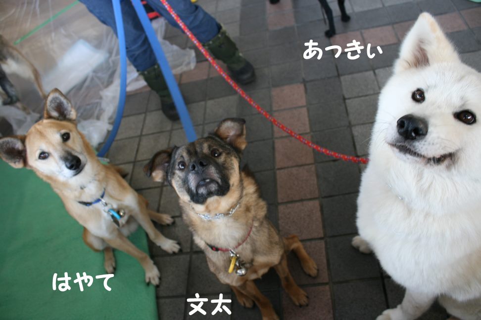 3/27 D&Dさん里親会_f0242002_141195.jpg