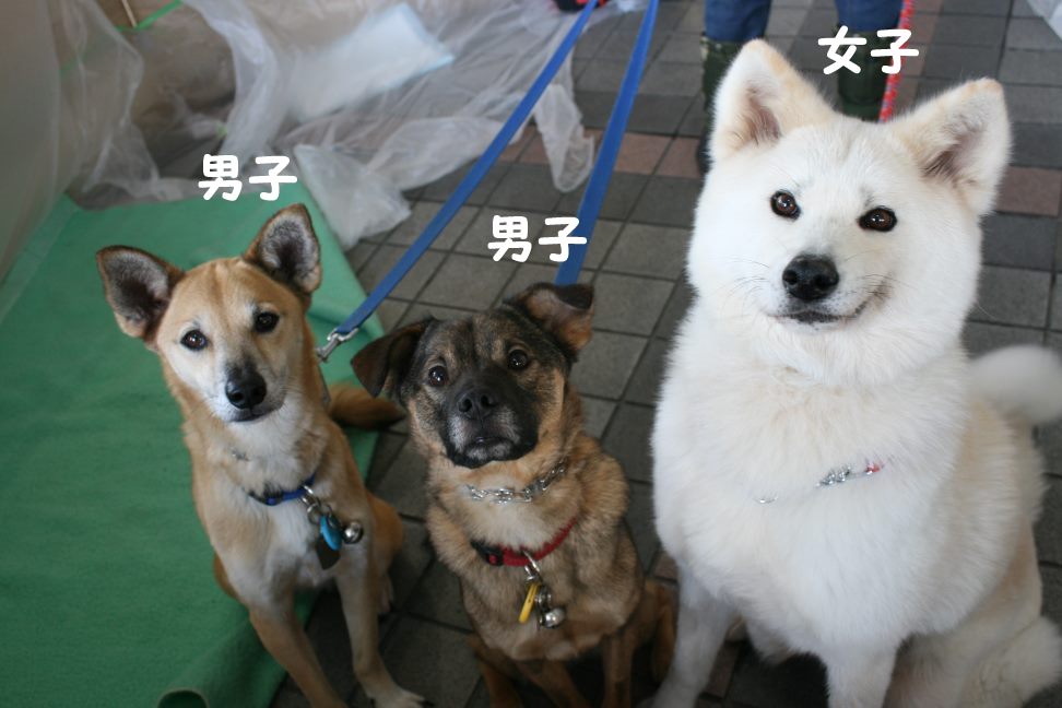 3/27 D&Dさん里親会_f0242002_162190.jpg