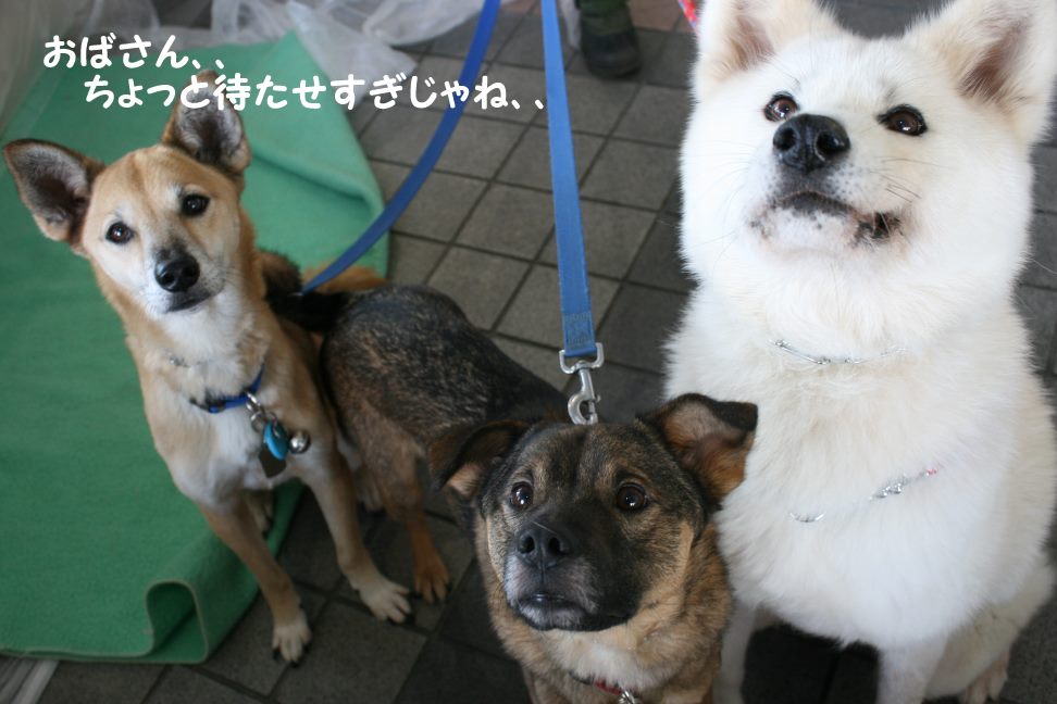 3/27 D&Dさん里親会_f0242002_19521.jpg