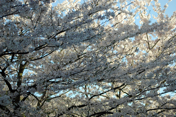 やっぱ桜は青空だよね_d0093903_20143526.jpg