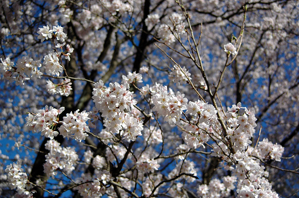 やっぱ桜は青空だよね_d0093903_20174839.jpg