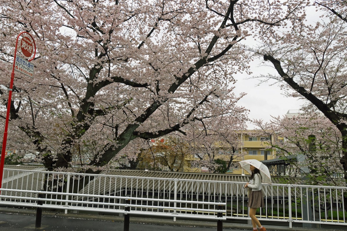 ご近所サクラ　－　隣り駅、小雨_c0156404_13443015.jpg