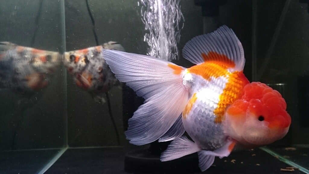 金魚紹介 加須からの導入魚 today s memory