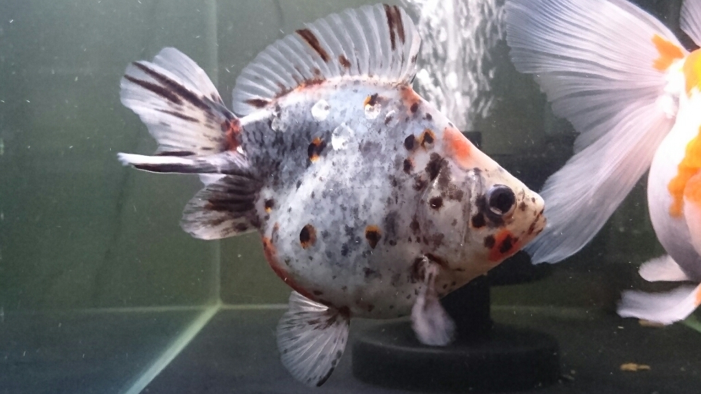 金魚紹介 加須からの導入魚 today s memory