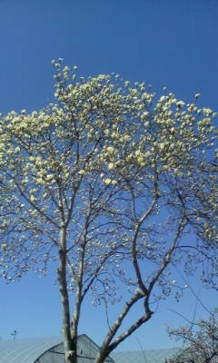 白木蓮の花が咲き始めました。_d0026905_106961.jpg