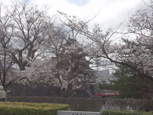 桜前線_d0184405_21511451.jpg