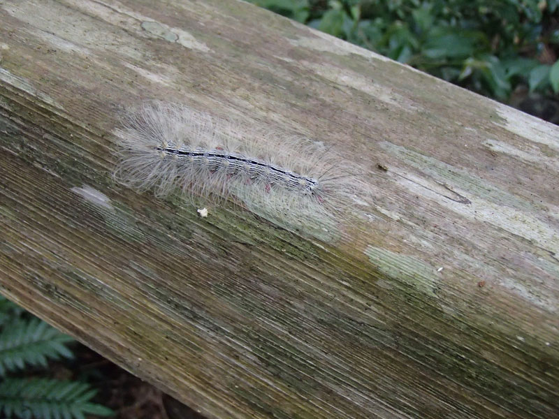 沖縄の森でよく見かける幼虫 昆虫ブログ むし探検広場 沖縄の森でよく見かける幼虫 昆虫ブログ むし探検広場