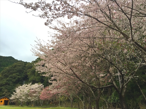 桜満開 ～花見～_f0299108_17352253.jpg