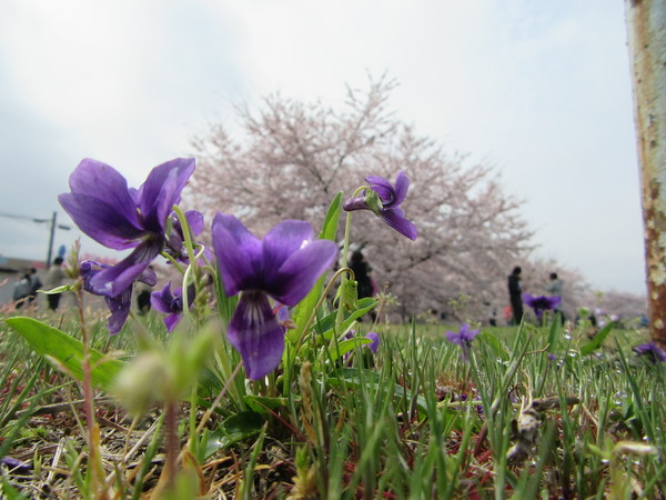 （株）クラレ西条、2016年満開の観桜会…2016/4/5_f0231709_15514025.jpg