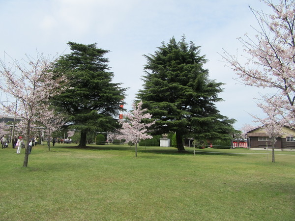 （株）クラレ西条、2016年満開の観桜会…2016/4/5_f0231709_15541655.jpg