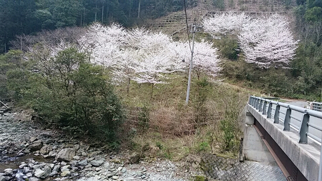 西条市の志河川(しこがわ)ダムの周辺の桜巡り…2016/4/3_f0231709_5375883.jpg
