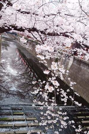 花見は弁当に続くか？～2016 Cherry blossoms in my hometown_f0328009_23005804.jpg