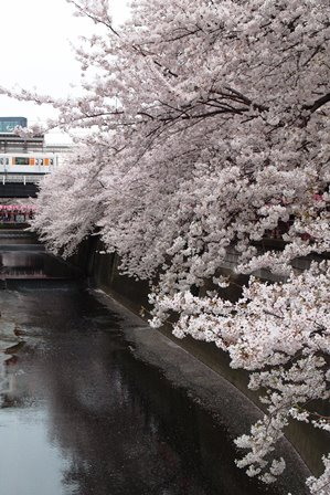 花見は弁当に続くか？～2016 Cherry blossoms in my hometown_f0328009_23025736.jpg