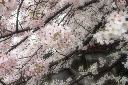 花見は弁当に続くか？～2016 Cherry blossoms in my hometown_f0328009_23051819.jpg