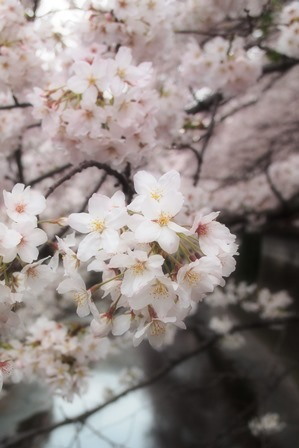 花見は弁当に続くか？～2016 Cherry blossoms in my hometown_f0328009_23051829.jpg