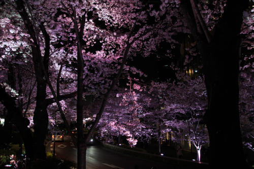 東京の桜　#06_c0366712_22191358.jpg