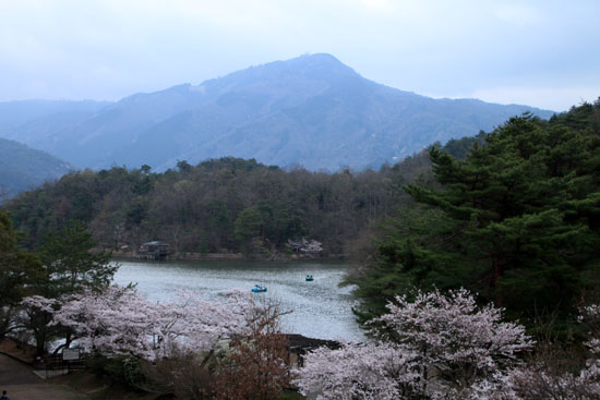 16桜だより33 宝が池_e0048413_18534217.jpg