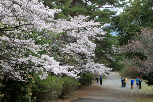 16桜だより33 宝が池_e0048413_18535554.jpg