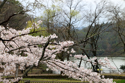 16桜だより33 宝が池_e0048413_18541745.jpg