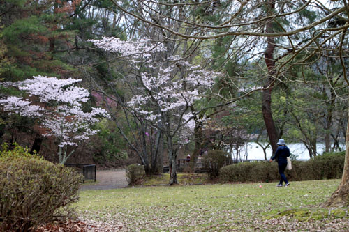 16桜だより33 宝が池_e0048413_18543286.jpg
