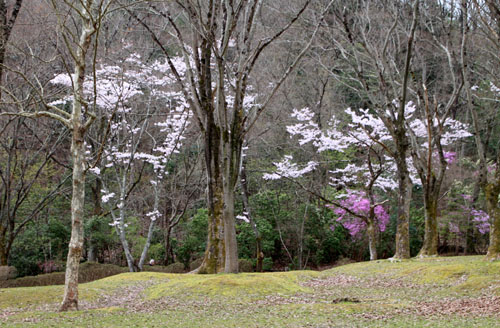 16桜だより33 宝が池_e0048413_18544794.jpg