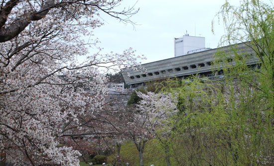 16桜だより33 宝が池_e0048413_18552110.jpg